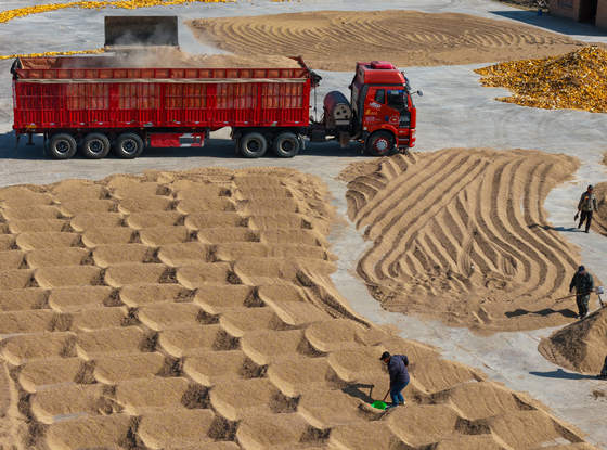 平羅縣前進農場迎來秋日農忙