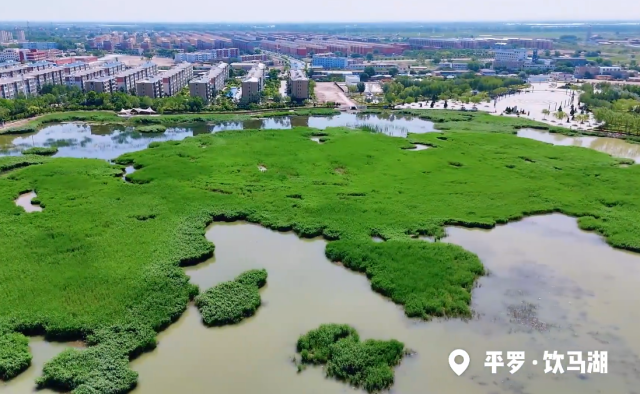 寧夏平羅飲馬湖：碧水葦密處 風(fēng)動影婀娜