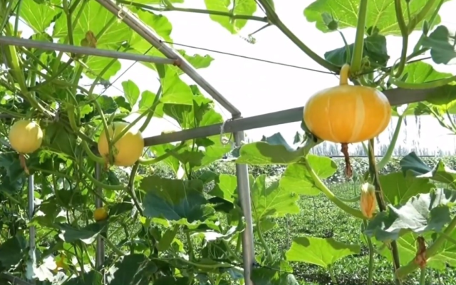 平羅縣五星村：壯大制種產(chǎn)業(yè) 促進產(chǎn)業(yè)融合發(fā)展