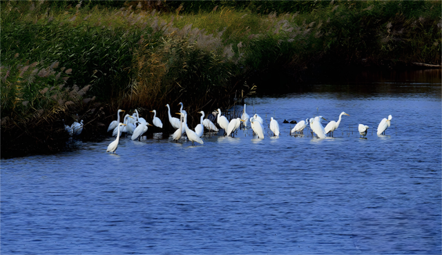 筑牢生態(tài)屏障 平羅天河灣濕地?zé)ㄈ恍律? /></a>
							<h4 class=