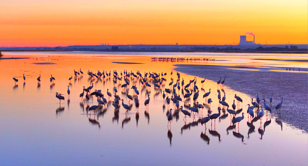生態(tài)蝶變，昨天的攻堅今天的遠航 | 平羅，在黃河臂彎里書寫生態(tài)長歌
