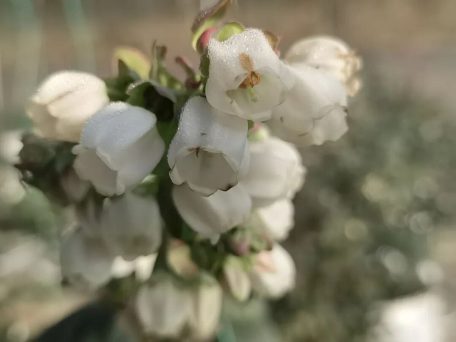 統(tǒng)籌推進兩化一振興 | 平羅縣：藍莓落戶五星村 增收希望暖寒冬