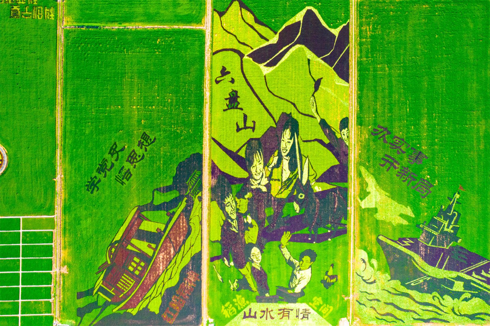 高清大圖：烈日炎炎 稻漁空間稻田畫觀賞正當(dāng)時