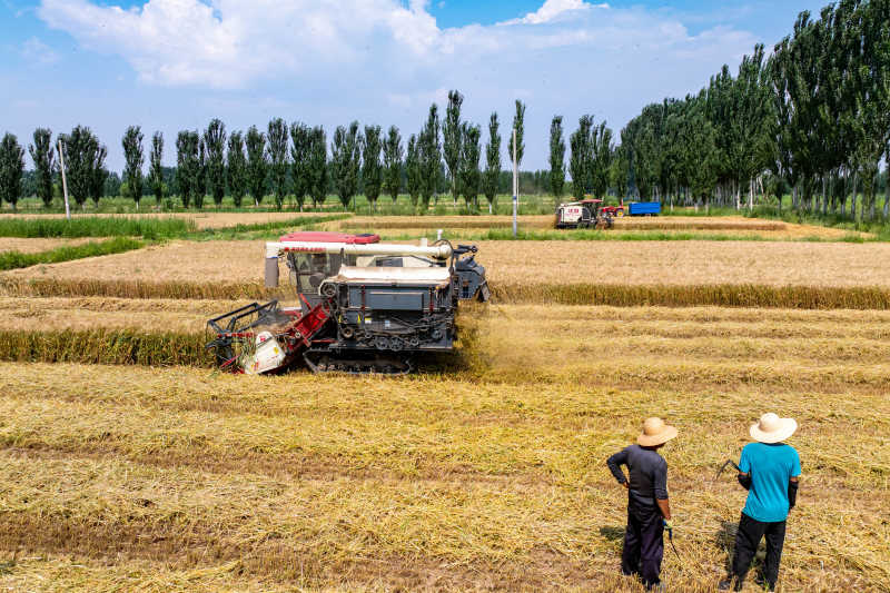 田間好“豐”景！寧夏原糧儲備生產(chǎn)基地10萬畝小麥開鐮收割